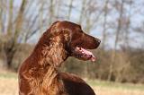 SETTER IRLANDAIS 389